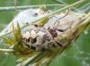 Larinioides cornutus